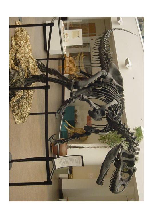 Allosaurus Skelett