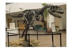 Foto Allosaurus Skelett