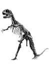 Fotos Allosaurus Skelett