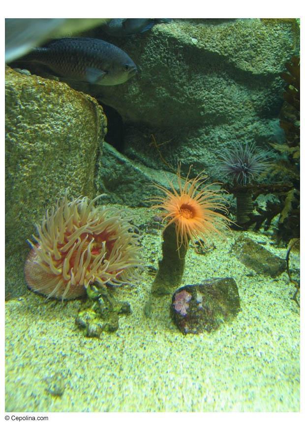 Foto anemone