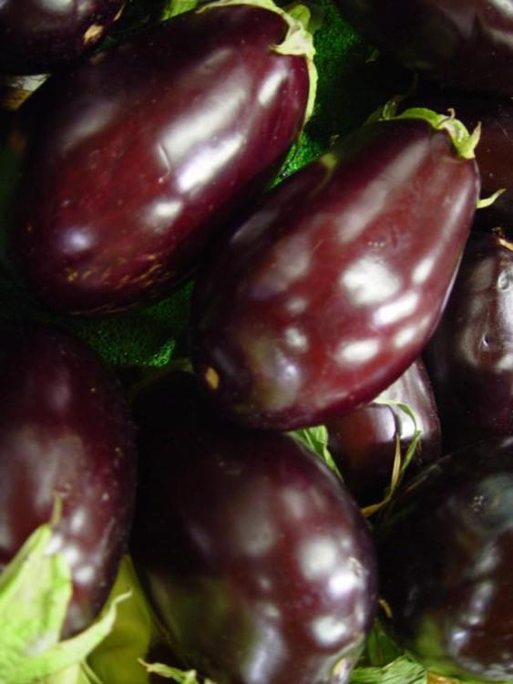 Aubergine