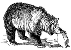 Malvorlage bär