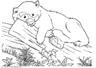 Malvorlage bär