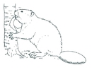 Malvorlage biber