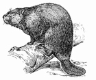 Malvorlage biber
