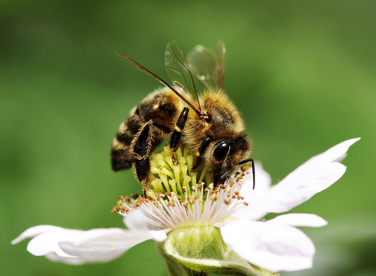 Foto Biene auf Blume