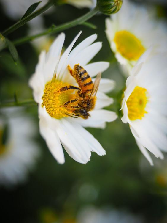 Biene auf Blume