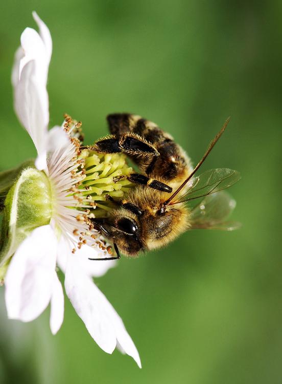 Biene auf Blume