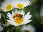 Foto Biene auf Blume