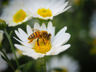 Fotos Biene auf Blume