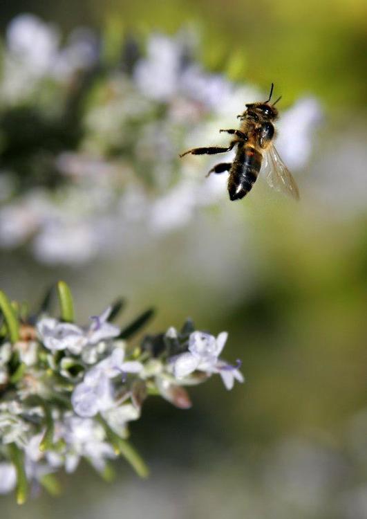 Biene im Flug