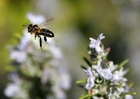 Biene im Flug