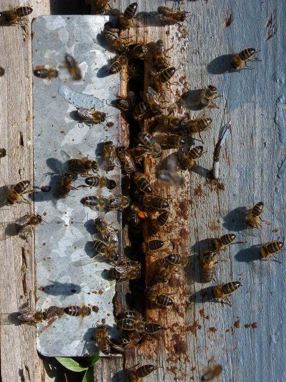 Bienennest