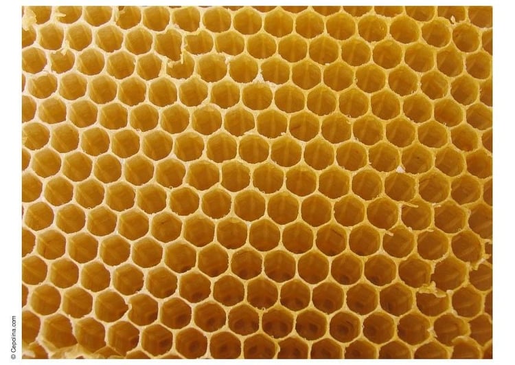 Foto Bienenwabe Kostenlose Fotos Zum Ausdrucken Bild 74