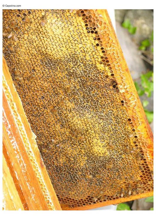 Bienenwabe honig
