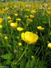 Foto Butterblume 5