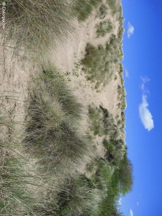 DÃ¼nen