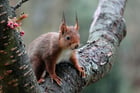 Fotos Eichhörnchen