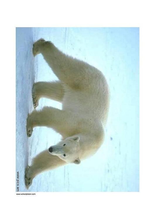 EisbÃ¤r