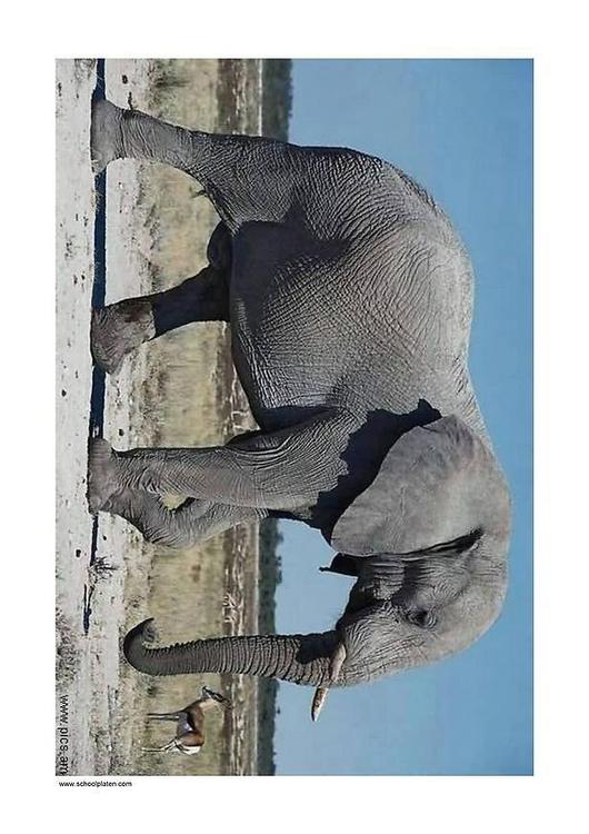 Elefant