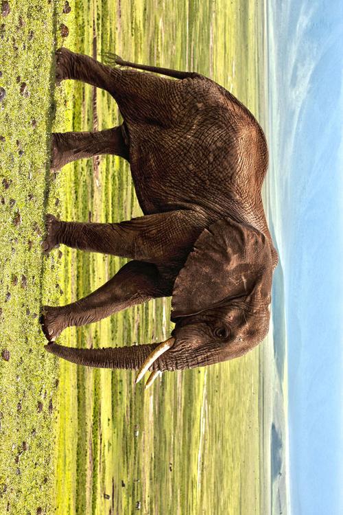 Elefant
