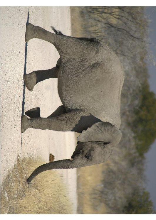 Elefant