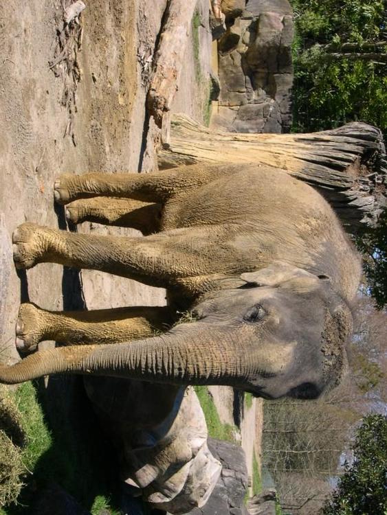 Elefant