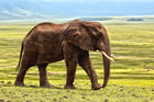 Foto Elefant