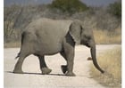 Foto Elefant