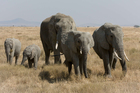Foto Elefanten