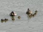 Foto Enten mit KÃ¼ken