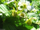 Erdbeeren 4