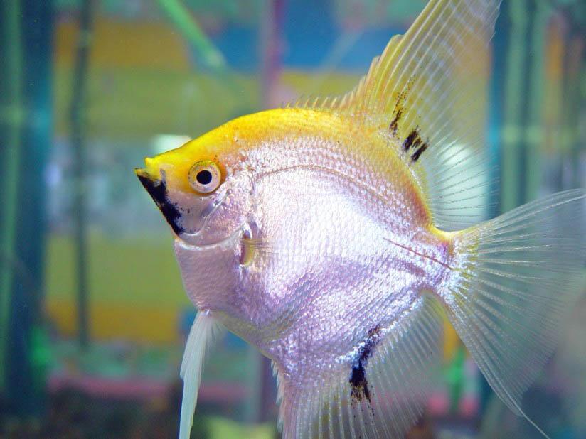 Foto Fisch - Kostenlose Fotos Zum Ausdrucken - Bild 8524.