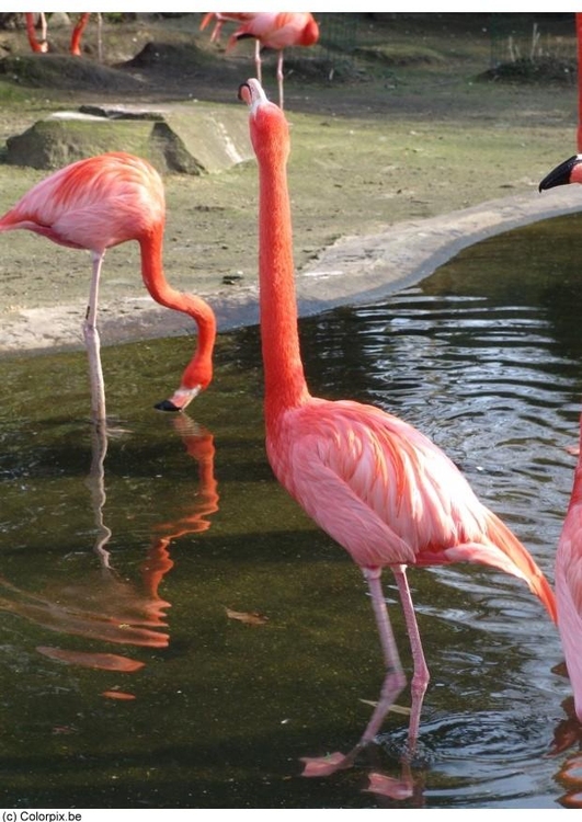 Foto flamingo