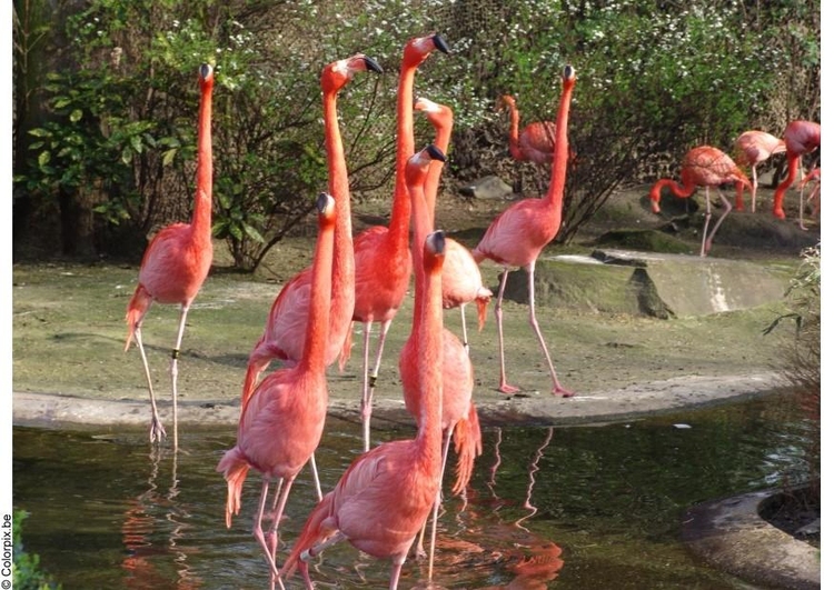 Foto Flamingos