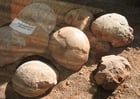 Foto Fossile Dinosaurier Eier