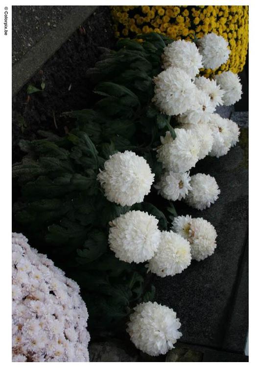 Friedhof - Chrysanthemen