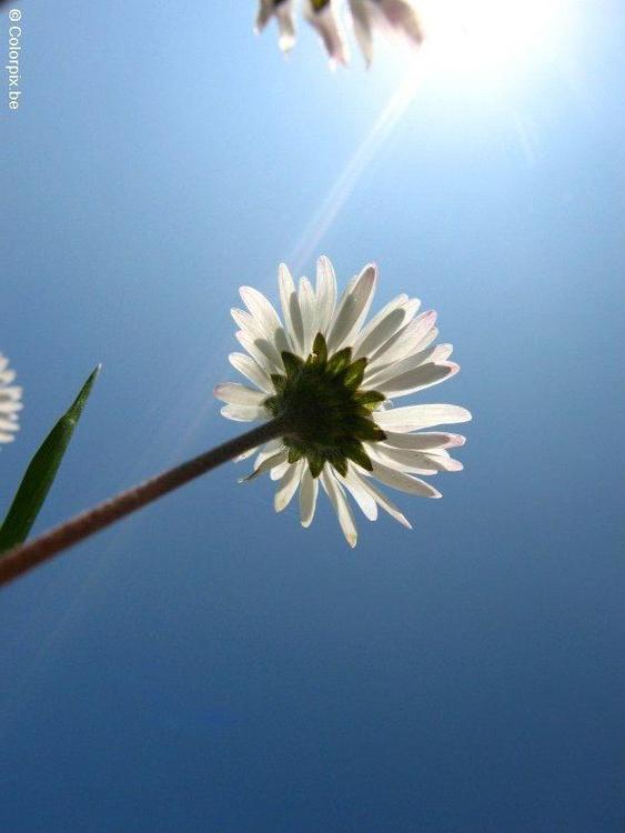 GÃ¤nseblÃ¼mchen