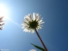 Foto GÃ¤nseblÃ¼mchen