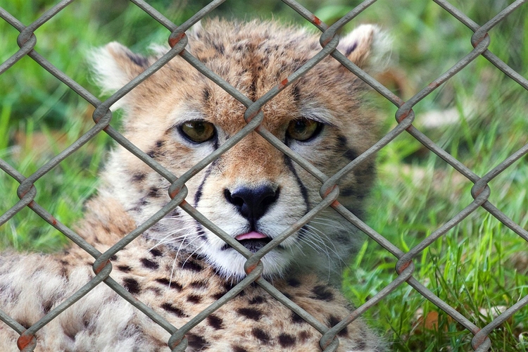 Foto Gepard in KÃ¤fig