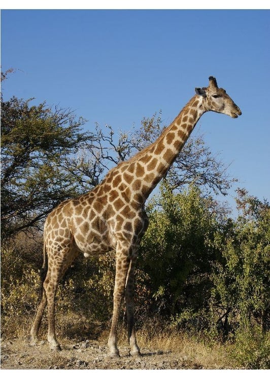 Foto Giraffe