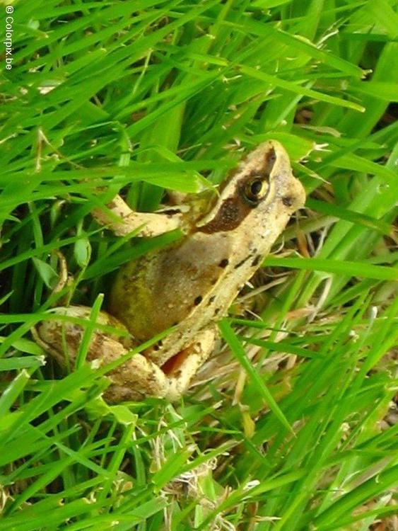 Grasfrosch