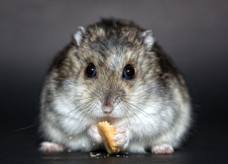 Foto Hamster