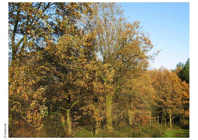 Foto Herbst im Wald