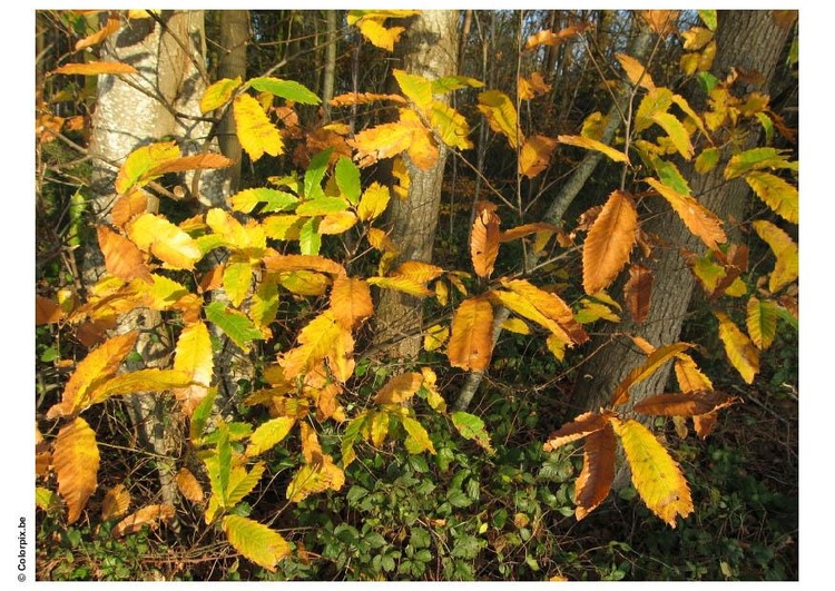 Foto Herbst im Wald