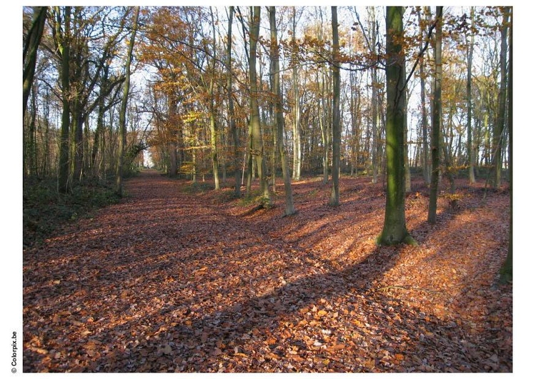 Foto Herbst im Wald