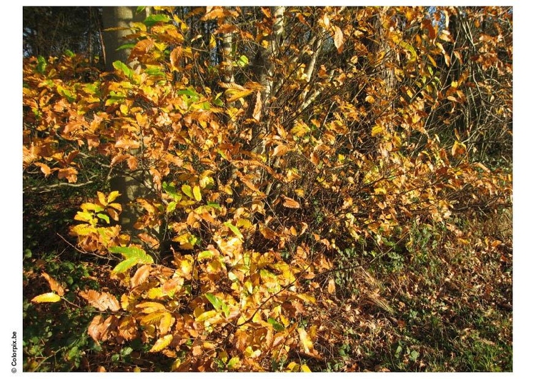Foto Herbst im Wald