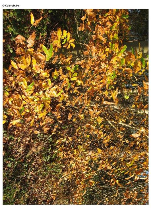 Herbst im Wald