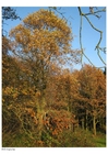 Fotos Herbst im Wald