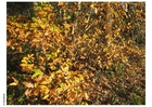 Foto Herbst im Wald